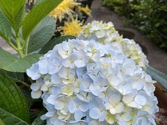 -花果山庄•现烤荔枝柴烧鹅