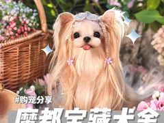 -萌宠之家·腊肠犬·马尔泰·小体犬舍