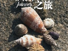 -贝壳沙滩