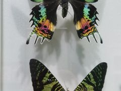 -上海昆虫博物馆