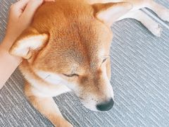 -柴源莊·柴小宠柴犬咖啡