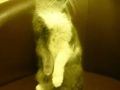 -猫色咖啡·猫咖