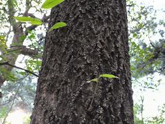 -香山公园