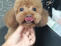 -宠物家(角门东店)