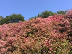 -木兰云雾山