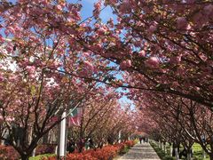 -高东镇樱花园
