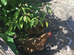 -漫渡庄绿岛花园•隐世庭园菜(滨湖店)