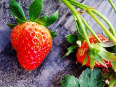 -新塘水果乐园(东洲大道店)