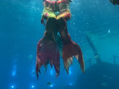 -瑞德姆美人鱼海底演艺主题餐厅(亚龙湾店)