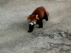 -深圳野生动物园