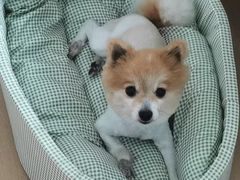 -喵汪萌宠屋旗舰店.洗澡美容.猫狗基地