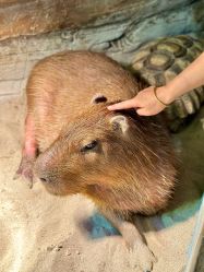 -Zoolung Zoolung动物主题公园(海信广场店)