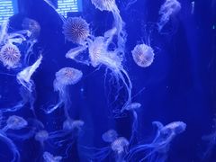 -青岛海底世界-水族馆