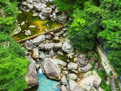 -天目山大树王景区