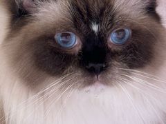 -藏猫猫咖啡主题馆(中央大道店)