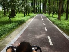 -黄海国家森林公园