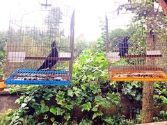 -铁山坪森林公园