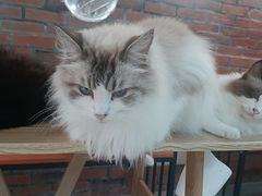 -豆逗聊愈猫阁Easy Life