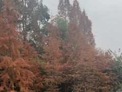 -重庆彩云湖湿地公园