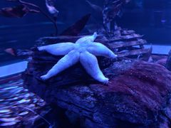-瑞普利水族馆