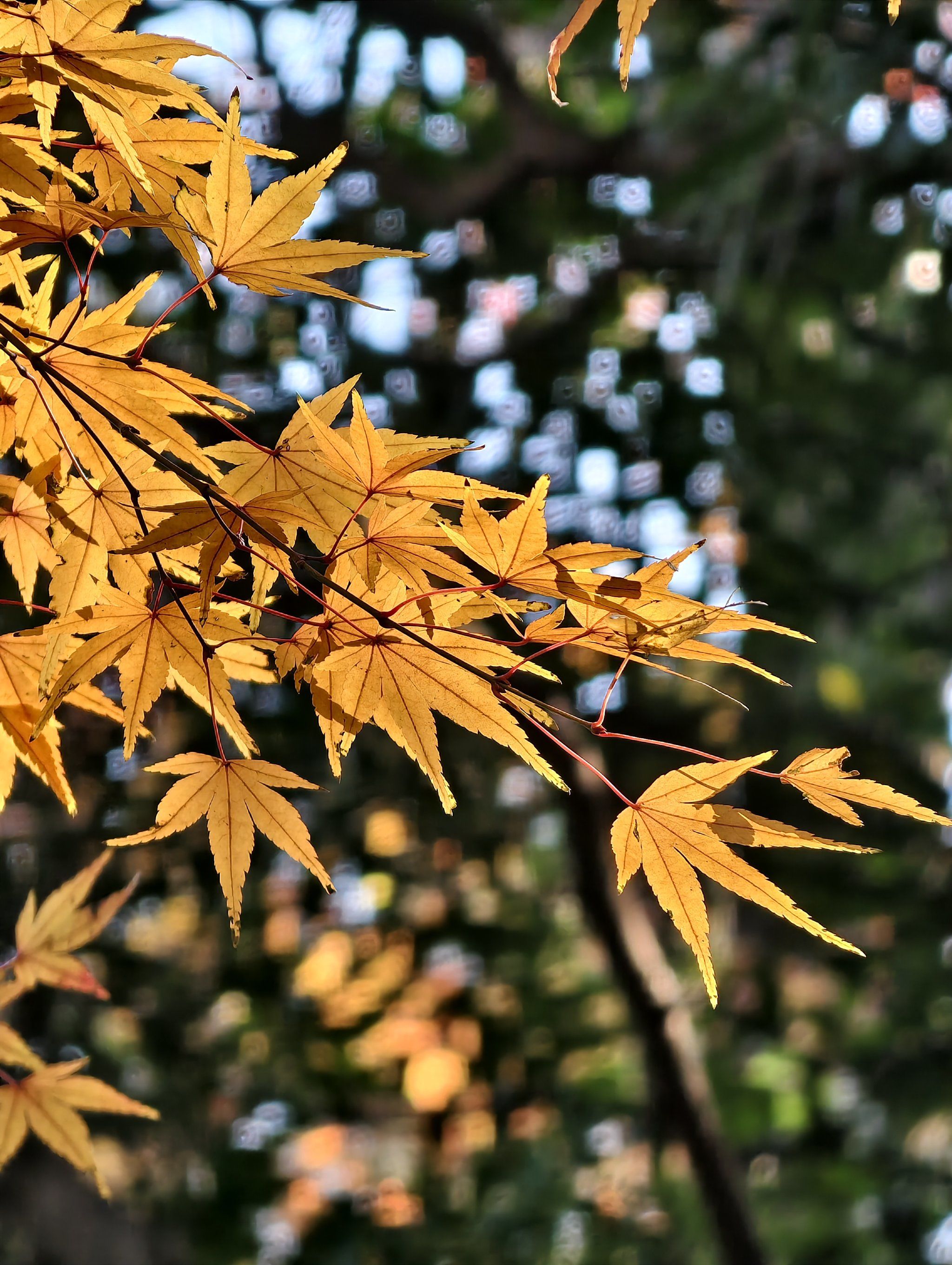 我给冬天拍张照