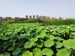 -前关湿地公园