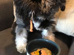 -百好乐宠物友好餐厅(朝外大街店)