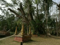 -瑞丽独树成林风景区