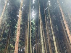 -山王坪喀斯特国家生态公园