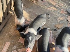 -HERRE·FARM 赫尔露营农场·团建聚会包场