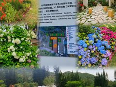 -深圳仙湖植物园