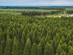 -黄海国家森林公园