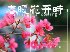 -顾村公园