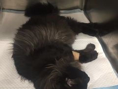 -艾吉宠物医院·疑难杂症转诊中心·猫友好(碧江路院)