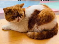 -飞行喵MR PILOT|猫舍·猫咖(静安大融城店)