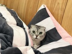 -伟伟宠物医院·瑞派猫友好医院·猫科(光谷店)