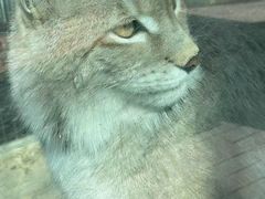 -青藏高原野生动物园
