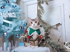 -超宠爱宠物摄影-Super pet