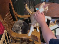 -猫色咖啡·猫咖