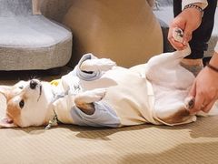 -逗柴咖啡屋·狗咖猫咖宠物桌游