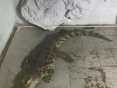 -合肥野生动物园