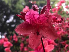 -杭州植物园