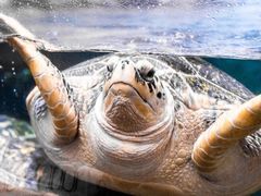-海合安武汉极地海洋公园