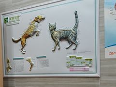-瑞派名望志远动物医院·猫科·內科·异宠专科(直港大道店)