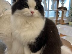 -共舞时光猫咖·狗咖(新街口店)