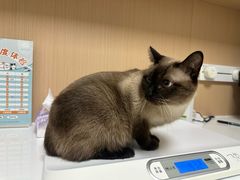 -谐和益家动物医院·免疫绝育·血液透析·宠保定点医院(高新伊藤分院)