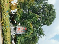 -广州白江湖森林公园