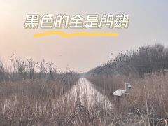 -盐城丹顶鹤湿地生态旅游区