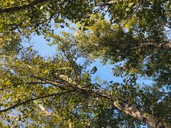 -帽儿山国家森林公园