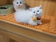 -欣宠猫屋·矮脚拿破仑·蓝金金渐层